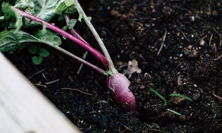 Fast Growing Vegetables for Impatient Gardeners